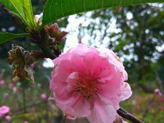 -南国桃园旅游度假区