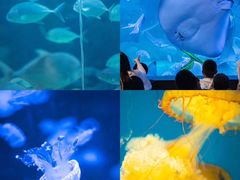 -烟台海昌鲸鲨海洋公园