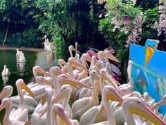 -广州长隆飞鸟乐园
