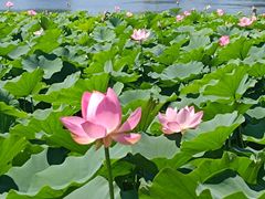 -莲花池公园
