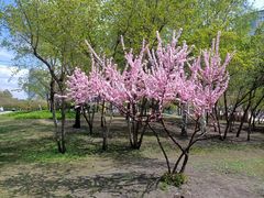 -群力丁香公园