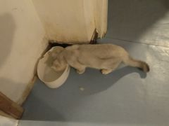 -猫色咖啡·猫咖