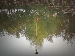 -白洋淀景区