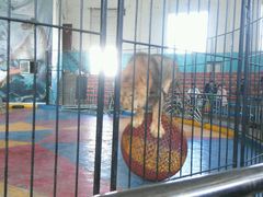 -新疆天山野生动物园