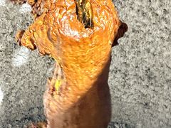 -双公羊·馕坑烤全羊(奥体店)