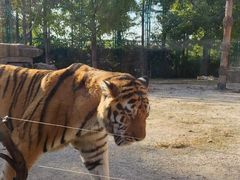 -上海野生动物园老虎餐厅