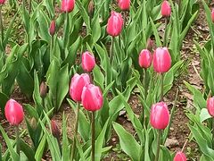 -长春公园(普阳街道)