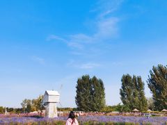 -北京东方普罗旺斯薰衣草庄园