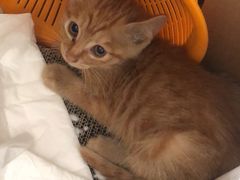 -北京恒爱动物医院(清景园分院)