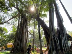 -瑞丽独树成林风景区