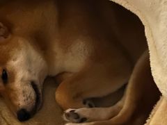 -食其家·牛丼咖喱(宜山路贝岭店)