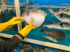 -天正河鲀·河豚亭(大连店)