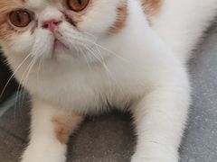 -飞行喵MR PILOT|猫舍·猫咖(静安大融城店)