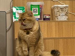 -唐小姐の私宠·宠物洗护美容·撸猫馆·购宠(周浦万达旗舰店)