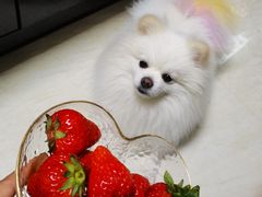 -安安宠医·安宠宠物医院