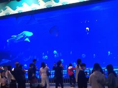 -烟台海昌鲸鲨海洋公园