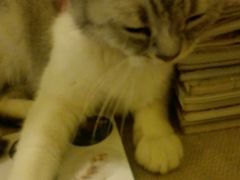 android_upload_pic-猫色咖啡·猫咖