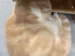 -飞行喵MR PILOT|猫舍·猫咖(静安大融城店)