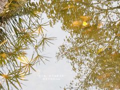 -神仙树公园