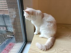 -滚猫咖啡·猫咖·猫友好撸猫(未来城店)