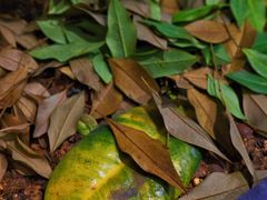 -Catch Bagel(芳草地店)