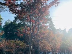 -广州市帽峰山景区