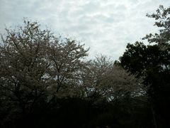 -武汉大学-樱园