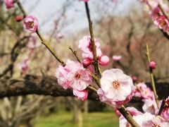 -梅花山(明孝陵内)