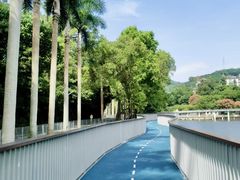 -银湖山郊野公园-相思林