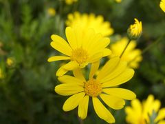 -合肥滨湖国家森林公园