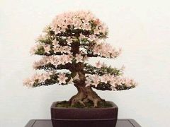 -华荣哲绿豆饼(泰安店)