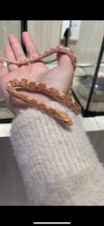 -Moni星球萌宠·小马宝莉·灵蛇·高端高阶全萌宠互动体验俱乐部(红豆国际广场店)