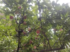 -马帮菜馆·美味野生菌