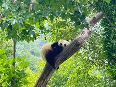 -卧龙中华大熊猫苑神树坪基地