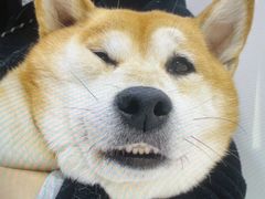 -柏萃动物医院·骨科·牙科