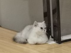 -爱诺耐芙动物医院(万博店)