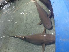 -野山舂·贵州现舂酸汤火锅(鸿通城店)