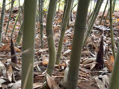 -郑州植物园