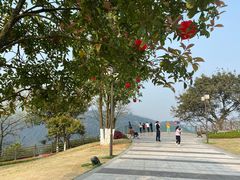 -铁山坪森林公园