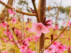 -海棠花溪(元大都城垣遗址公园)