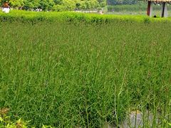 -紫颐香薰山谷景区