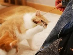 -飞行喵MR PILOT|猫舍·猫咖(静安大融城店)