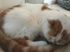 -Cappucimeow猫咪咖啡馆(韦伯时代店)