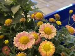 -青果巷历史文化街区