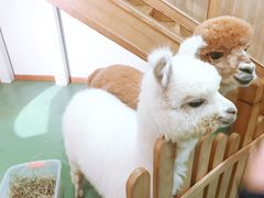 -藦茜花园宠物主题亲子互动体验馆(国顺东路店)