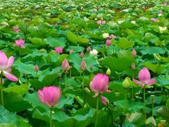 -荷塘月色湿地公园·向阳花洲