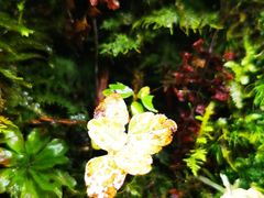 -硗碛藏寨·神木垒景区