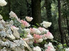 -寂照庵