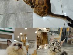 -楼上猫咖(罗湖店)