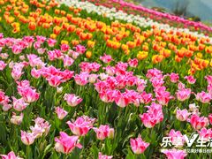 -径山花海